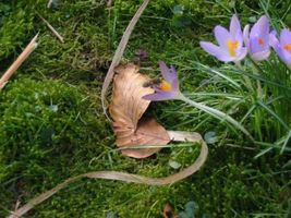 Anflug auf Krokusblüte