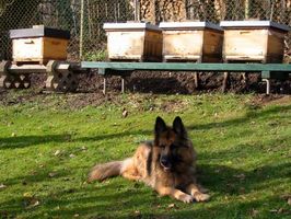 Bewacher der Bienen