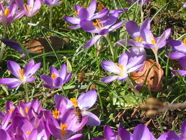 Bienen auf der Krokuswiese