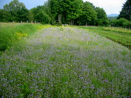 Bienenweide am Ablegerstand am 3.6.2016