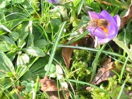 Buckfastbiene in Krokusblüte