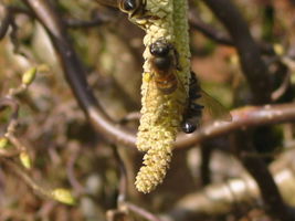 Buckfastbienen in Haselnussblüten