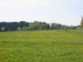 &quot;Löwenzahn&quot; Massentracht 06.05.2016