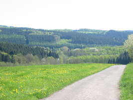 Wald im Bereich der Wiehltalsperre