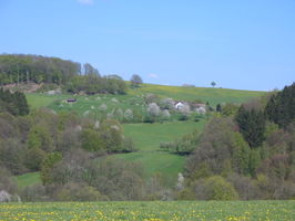 Wildkirschen in voller Blüte 06.05.2016