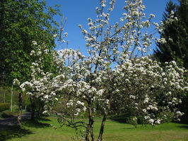 kleiner Birnbaum am 06.05.2016